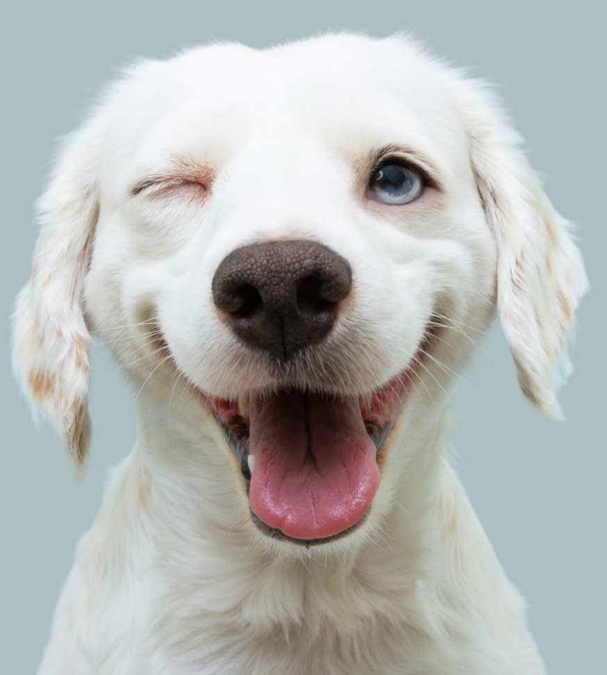 happydog